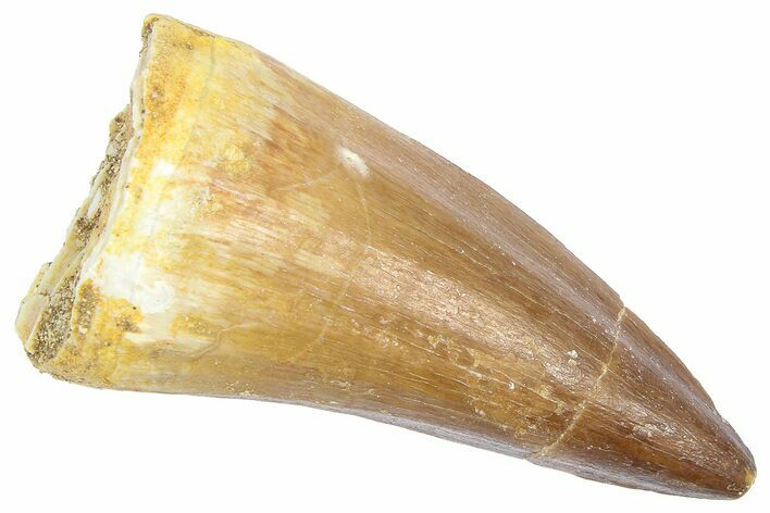 Fossil Prognathodontid Mosasaur Tooth - Morocco #364136